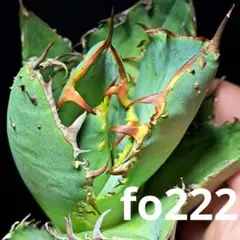 2025年最新】アガベFO222の人気アイテム - メルカリ