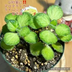 アロマティカス　ライムシャワー　G対策に‼️ 抜き苗　根付き　2本　スパイス