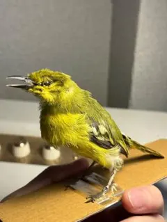 鳥剥製】ムネアカヒタキ キビタキ属 標本 野鳥 鳥 置物 バード