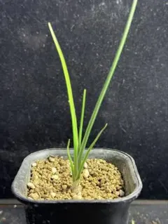 2026年最新】ドラセナ シナバリの人気アイテム - メルカリ