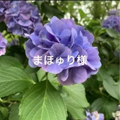 Item thumbnail for item 106b5065-fbce-49d5-9182-868a4c0e43a7