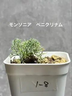 モンソニア　ペニクリナム　実生　1-8 サルコカウロン　ペニクリナ　冬型　塊根