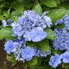 紫陽花大苗木/鉢無し.花無し来季用 紫陽花大苗木/鉢無し.花無し来季用 - メルカリ