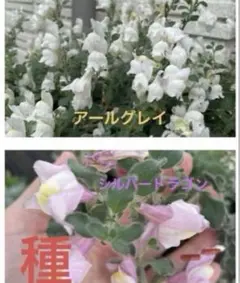 宿根金魚草　アールグレイ＆シルバードラゴン　種のサムネイル