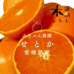 柑橘の大トロ✨愛媛県西宇和産　せとか　秀品＋家庭用mix 4キロ　木選別　甘〜い