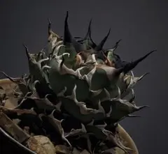 【現品】 【メルカリ便】  アガベ　チタノタ　ハデス アガベ チタノタ インフェルノ 大株 / Hades ハデス - メルカリ