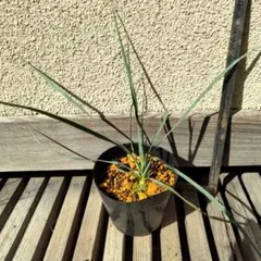 2025年最新】ユッカロストラータ 実生の人気アイテム - メルカリ