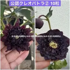 2026年最新】広瀬園芸のクレオパトラの人気アイテム - メルカリ