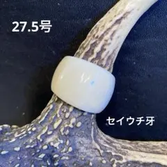 2026年最新】セイウチ 牙の人気アイテム - メルカリ