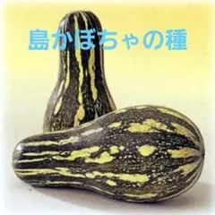 ツヨシ様 リクエスト 4点 まとめ商品