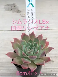 2025年最新】臼田リンゼアナの人気アイテム - メルカリ