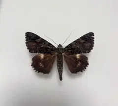 チベットクロシタバ　昆虫　蛾　標本　カトカラ チベットクロシタバ 昆虫 蛾 標本 カトカラ - メルカリ
