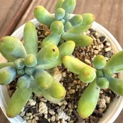 15多肉植物 乙女心×アメジスチヌム - メルカリ