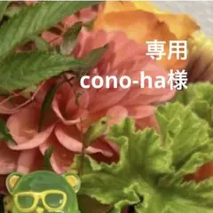 익스클루시브 페이지 코노하