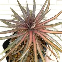 2026年最新】ディッキア ダコタの人気アイテム - メルカリ