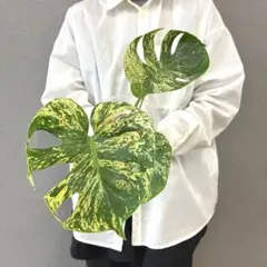 2026年最新】サイアムミント モンステラの人気アイテム - メルカリ