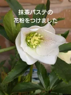 2026年最新】クリスマスローズ ブラックマジックの人気アイテム - メルカリ