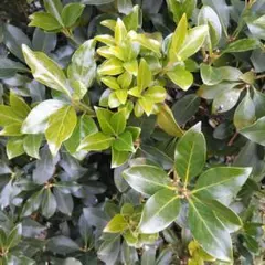 静岡県産　香の花　樒　2束　墓参り　仏壇　　しきみ しきび　お彼岸　法事　仏華