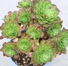 テスラ 超大群生 多肉植物 アエオニウム 抜き苗 - メルカリ