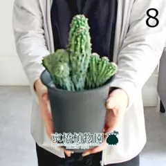 2025年最新】綴化 アガベの人気アイテム - メルカリ