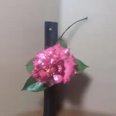 Item thumbnail for item 8dc70480-d1c2-481e-a3b2-142da573e77e