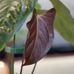 2025年最新】大株 アグラオネマの人気アイテム - メルカリ