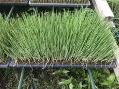 長ネギ苗 大河の轟 約1000本（約500本×2） チェーンポット - メルカリ