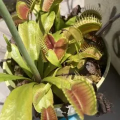 ハエトリソウ 'ダブルトラブル' 食虫植物 - メルカリ