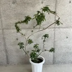 エバーフレッシュ曲❗️観葉植物！個性的樹形！高さ80◎ - メルカリ