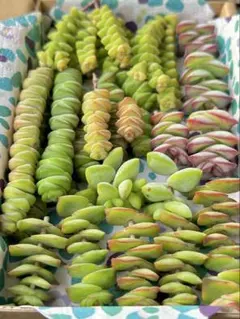 〈匿名配送〉 クラッスラ 星さん6種 箱いっぱいセット♡ 多肉弁当