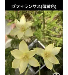 希少ゼフィランサス 八重咲き2種類・開花済み各1株抜き苗 - メルカリ