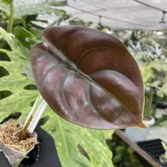 観葉植物・多肉植物様 リクエスト 2点 まとめ商品