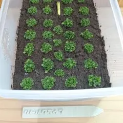 P.little crown dwarf 前葉体 特大 ビガクシダ0719のサムネイル