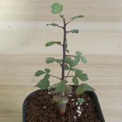 750 コミフォラ エイル Commiphora spp 実生 簡単に葉が落ちる 750 コミフォラ エイル Commiphora spp 実生 簡単に葉が落ちる - メルカリ