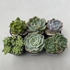 多肉植物 エケベリア セダム 6種セット 抜き苗 ピンクベリー　オンスローのサムネイル