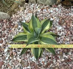 a*n様 アガベ　オバティフォリア　オルカ　5号　鉢ごと　メルカリ便 アガベ オバティフォリア オルカ - メルカリ