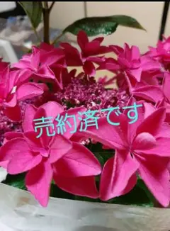 うさはな様 リクエスト 3点 まとめ商品