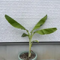 iomari◆絶対王者の糖度◆255㎝＝超・ドワーフナムワ・キング◆耐寒強 2m、バナナ苗＝絶対王者の糖度モンスター◇超・ドワーフナムワ