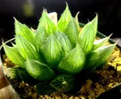 ディバリガータ 実生 選抜カキコ 多肉植物 ハオルチア アロエ 795 夏物語 カキコ多肉植物 ハオルチア アロエ - メルカリ