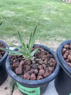 2025年最新】ユッカ グロリオサ キミガヨランの人気アイテム - メルカリ