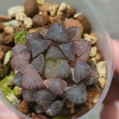 ハオルチア　金子氏本裏般若　多肉植物　観葉植物 み*ゆ様 ハオルチア 金子氏本裏般若 多肉植物 観葉植物 - メルカリ