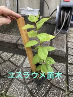 ユスラウメ 苗木 果樹 庭木