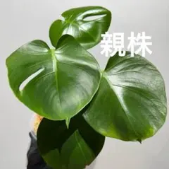 2025年最新】モンステラ 福助の人気アイテム - メルカリ