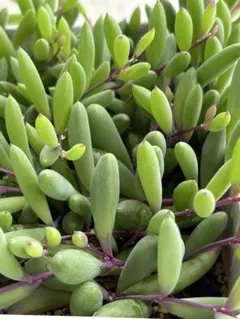 ルビーネックレス　多肉植物　50g