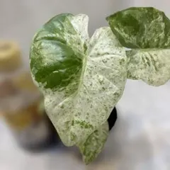 アロカシア斑入りAlocasia gageana Albo Variegated - メルカリ