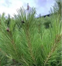 松葉　赤松　無農薬　新芽のカット枝　フレッシュ枝　箱いっぱいのサムネイル