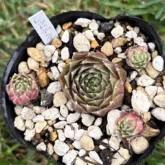 2025年最新】多肉植物の人気アイテム - メルカリ