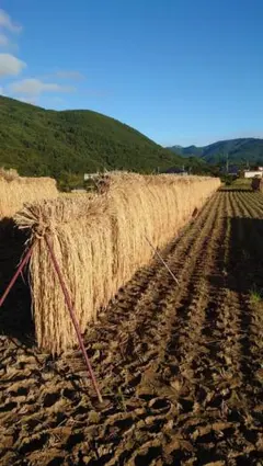 長野県産コシヒカリ　白米10キロのサムネイル