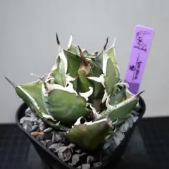 2025年最新】雪峰 アガベの人気アイテム - メルカリ