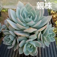 みほ様 リクエスト 2点 まとめ商品